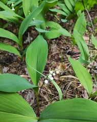 Convallaria majalis