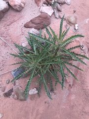 Mentzelia decapetala