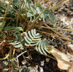 Hoffmannseggia drepanocarpa