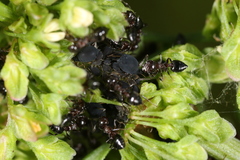 Aphis rumicis