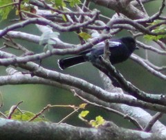 Melaniparus niger niger