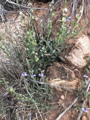 Hebecarpa barbeyana