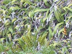 Blechnum durum