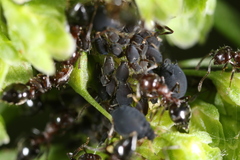 Aphis rumicis