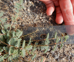 Hoffmannseggia drepanocarpa