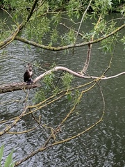 Phalacrocorax carbo