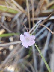Agalinis skinneriana
