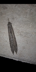 Vella