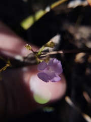 Agalinis skinneriana