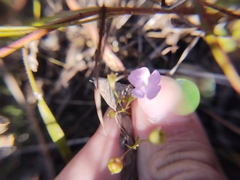 Agalinis skinneriana