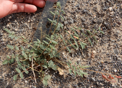 Hoffmannseggia drepanocarpa