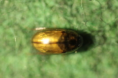 Enochrus quadripunctatus