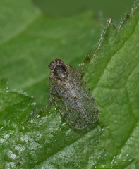 Cixius nervosus