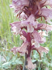 Orobanche amethystea amethystea