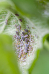 Dysaphis plantaginea