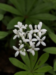 Galium odoratum