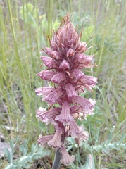 Orobanche amethystea amethystea