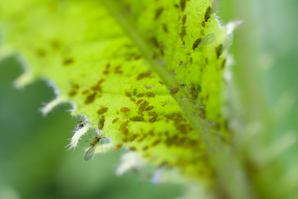 Oxtongue Aphid