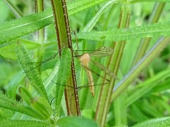 Limonia phragmitidis