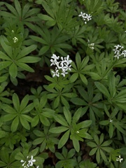 Galium odoratum