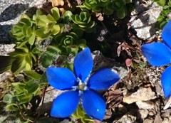 Gentiana bavarica subacaulis