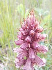 Orobanche amethystea amethystea