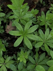Galium odoratum