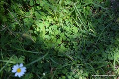 Trifolium subterraneum