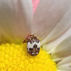 Anthrenus isabellinus