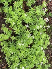 Galium odoratum