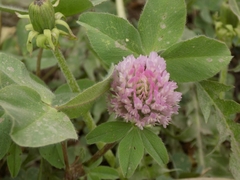 Trifolium pratense