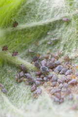 Dysaphis plantaginea