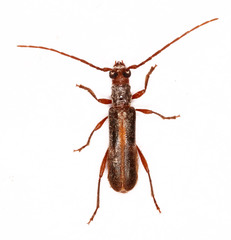 Ossibia fuscata