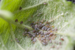 Dysaphis plantaginea