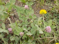 Trifolium pratense
