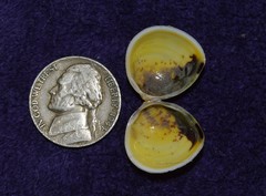 Laevicardium mortoni