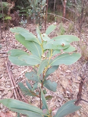 Acacia obliquinervia