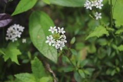 Lysimachia candida