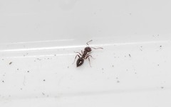 Crematogaster ionia
