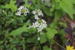 Lysimachia candida