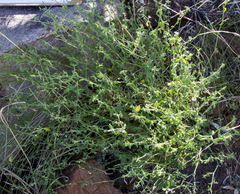 Justicia spartioides