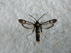 Synanthedon andrenaeformis