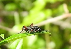 Macrophya diversipes