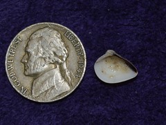 Anomalocardia cuneimeris