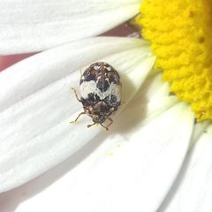 Anthrenus isabellinus