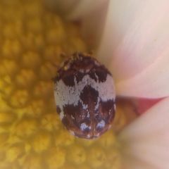 Anthrenus isabellinus