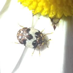 Anthrenus isabellinus