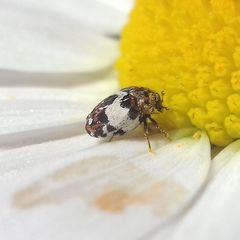 Anthrenus isabellinus