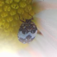 Anthrenus isabellinus