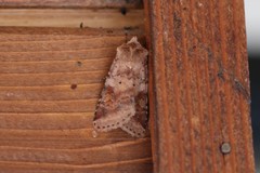 Diarsia mendica
